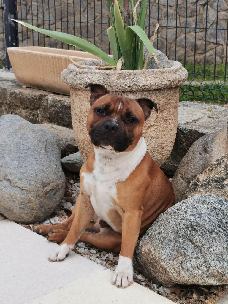 Les Staffordshire Bull Terrier de l'affixe Du Soleil De La Ribera