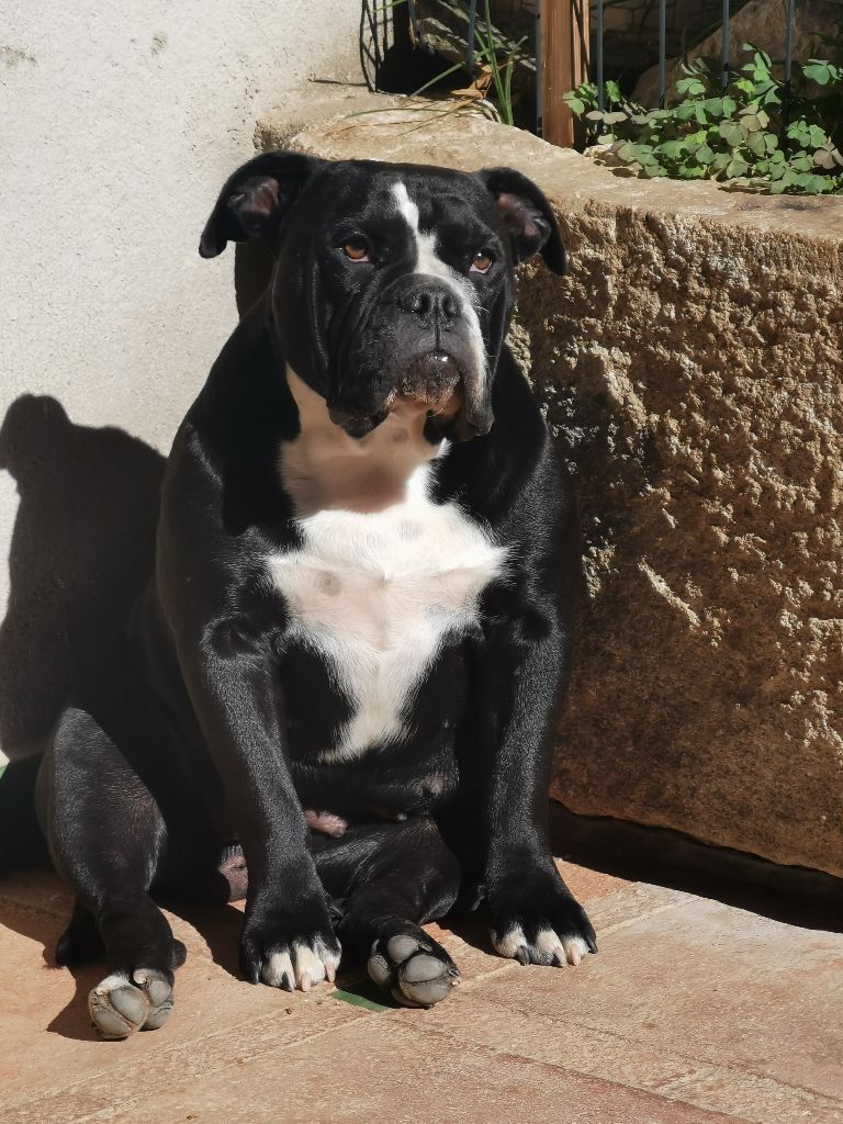 Les Bulldog continental de l'affixe Du Soleil De La Ribera