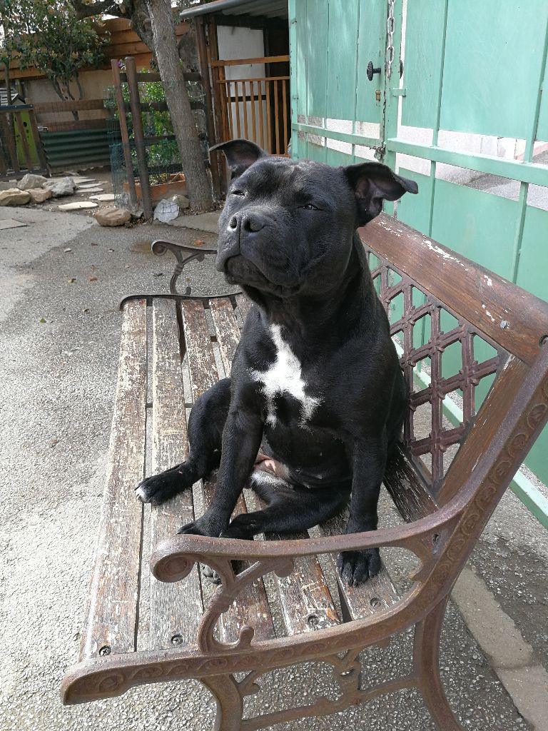 Staffy' my star missi's (Sans Affixe)