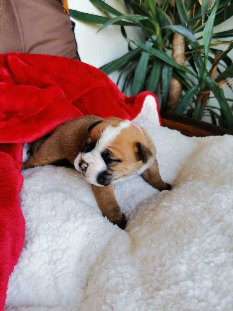 Du Soleil De La Ribera - Chiot disponible  - Bulldog continental