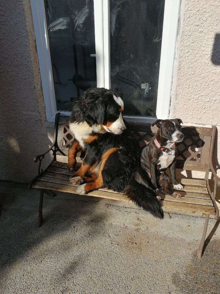 Nos Staffies et bouviers