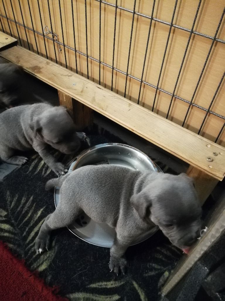 Chiots de Roxy