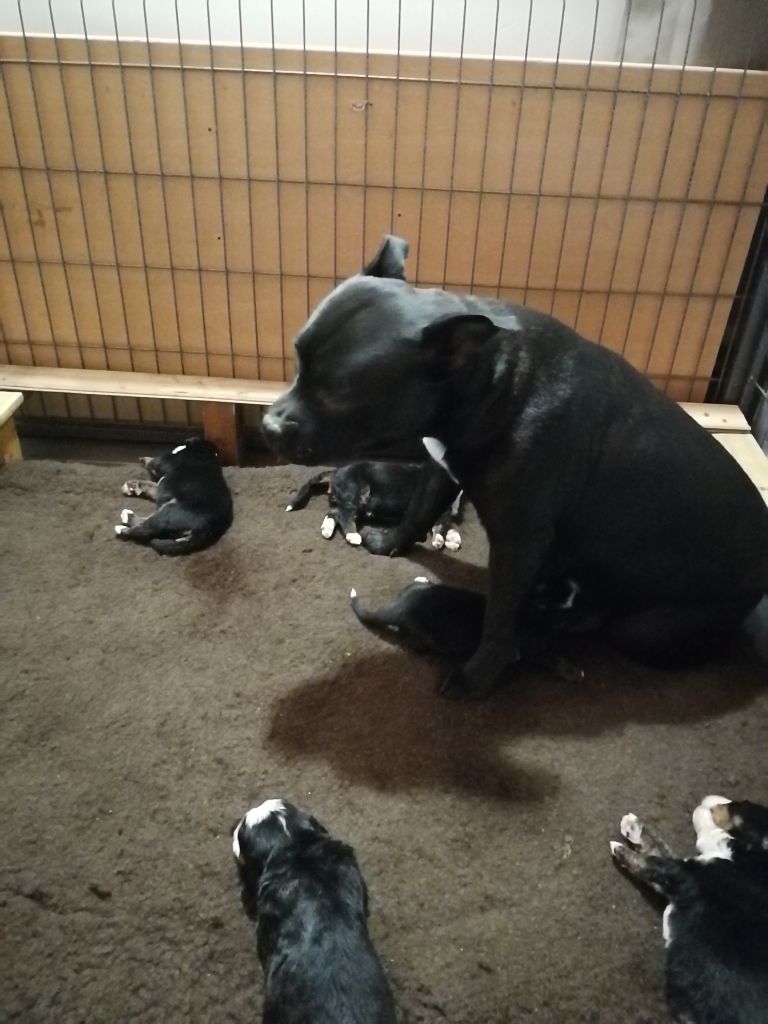 Chiots de Missi's