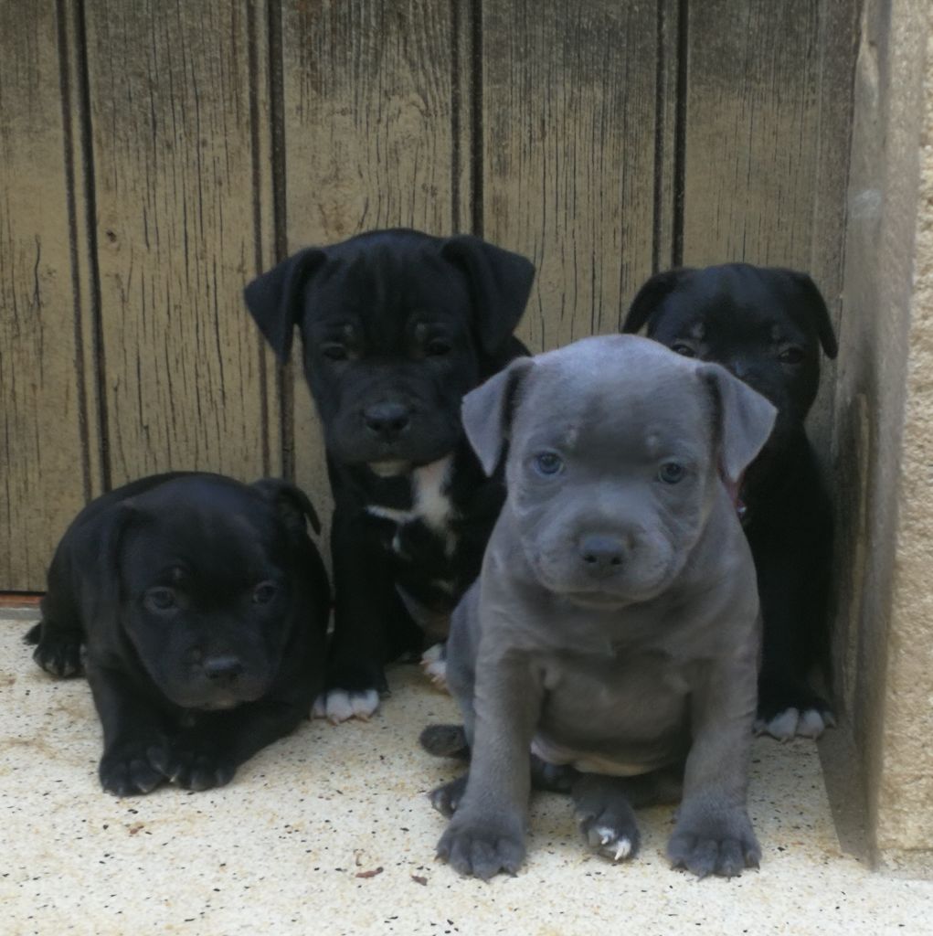 Chiots de Olwen