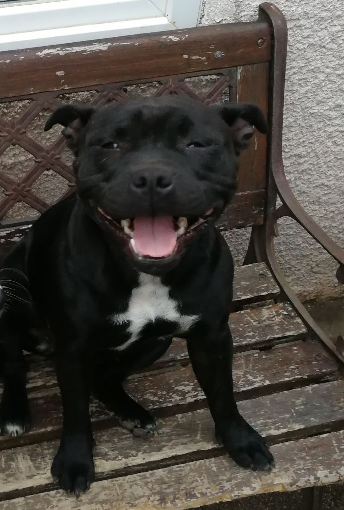 Nos staffies