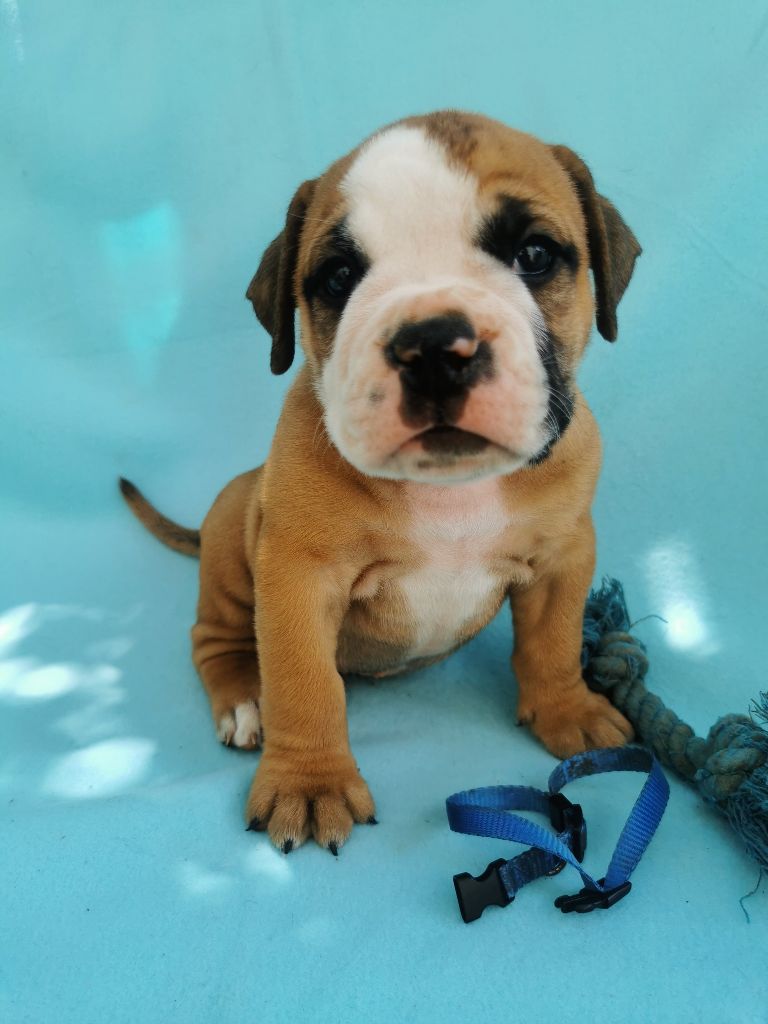 Du Soleil De La Ribera - Chiots disponibles - Bulldog continental