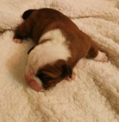 Du Soleil De La Ribera - Chiots disponibles - Bulldog continental