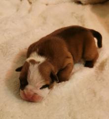 Du Soleil De La Ribera - Chiots disponibles - Bulldog continental