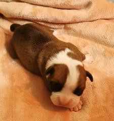 Du Soleil De La Ribera - Chiots disponibles - Bulldog continental