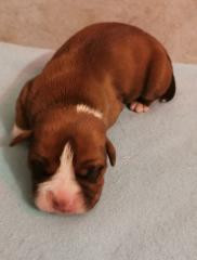 Du Soleil De La Ribera - Chiots disponibles - Bulldog continental