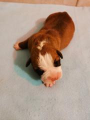 Du Soleil De La Ribera - Chiots disponibles - Bulldog continental