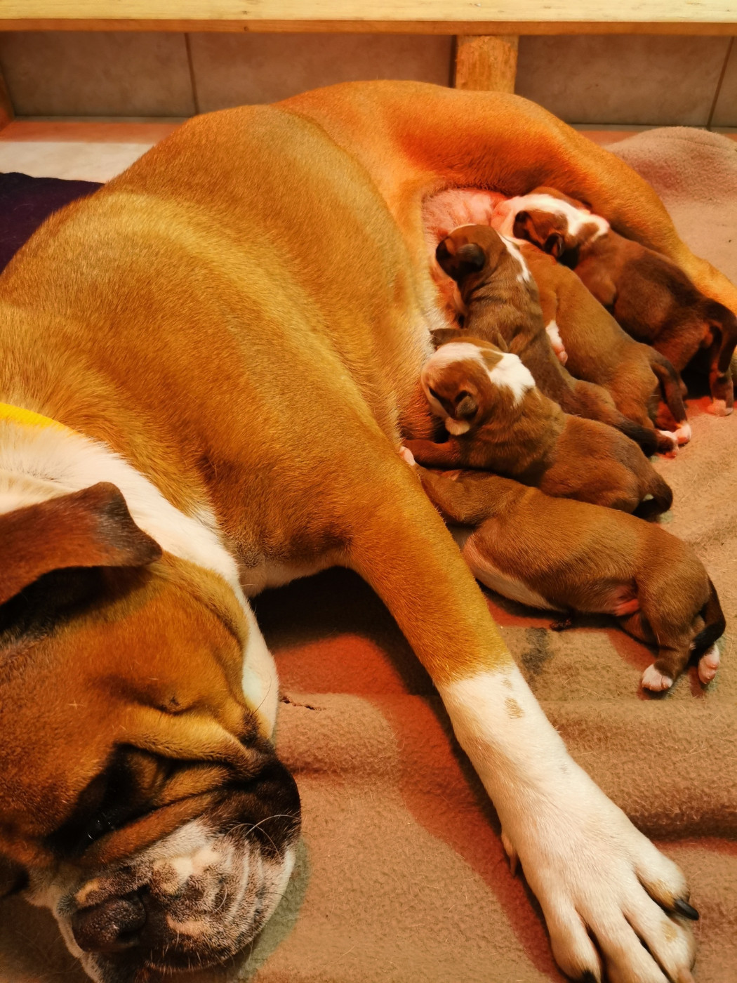 Chiot Bulldog continental Du Soleil De La Ribera