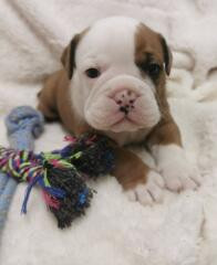 Du Soleil De La Ribera - Chiots disponibles - Bulldog continental