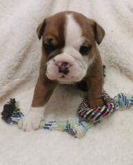 Du Soleil De La Ribera - Chiots disponibles - Bulldog continental