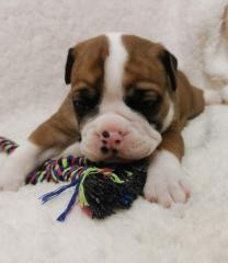 Du Soleil De La Ribera - Chiots disponibles - Bulldog continental