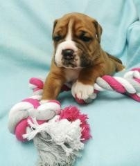 Du Soleil De La Ribera - Chiots disponibles - Bulldog continental