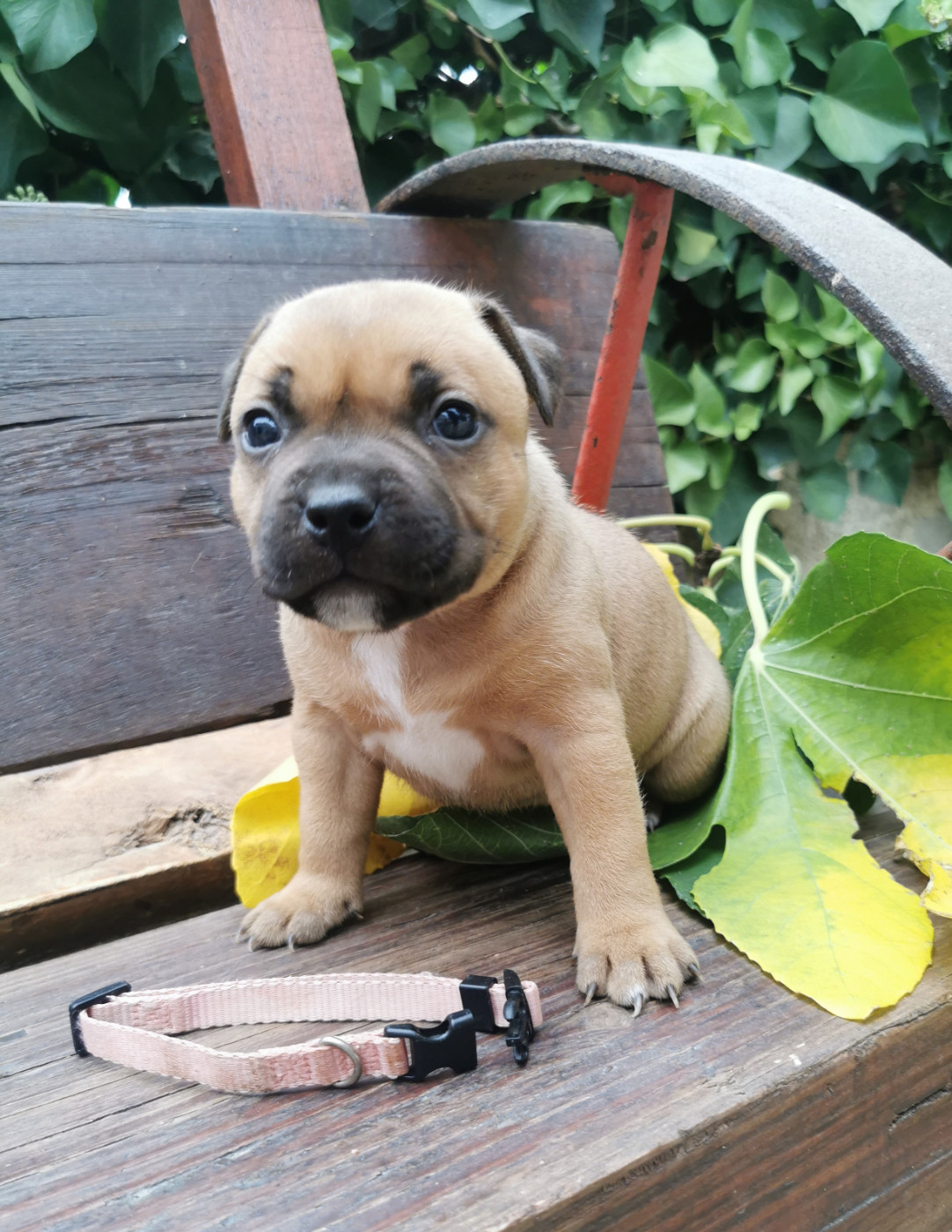Du Soleil De La Ribera - Chiots disponibles - Staffordshire Bull Terrier