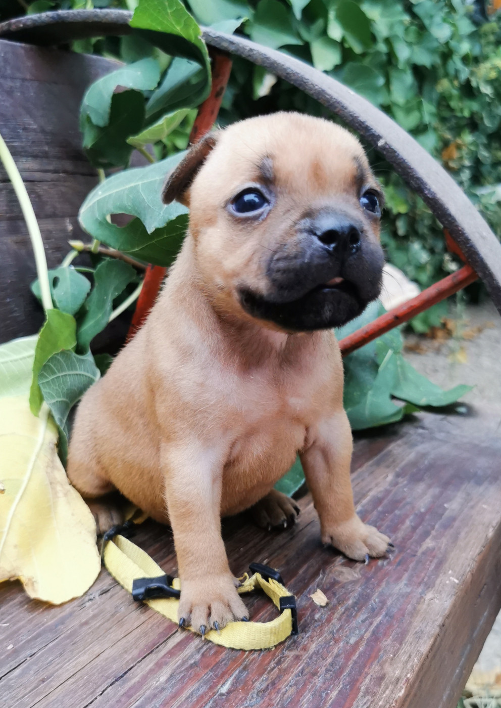 Du Soleil De La Ribera - Chiots disponibles - Staffordshire Bull Terrier