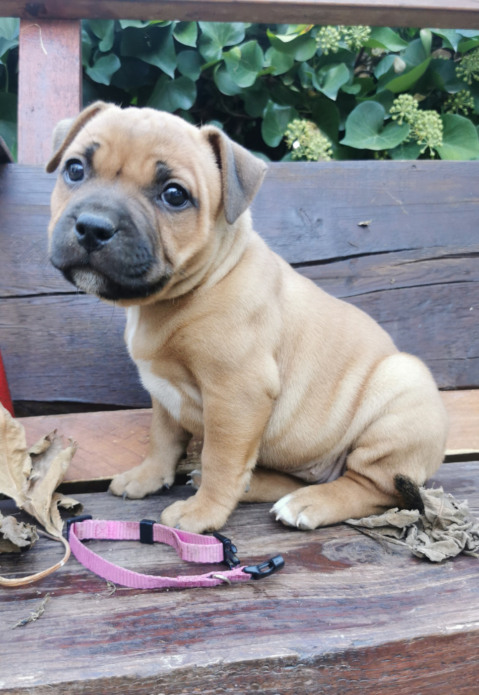 Du Soleil De La Ribera - Chiots disponibles - Staffordshire Bull Terrier