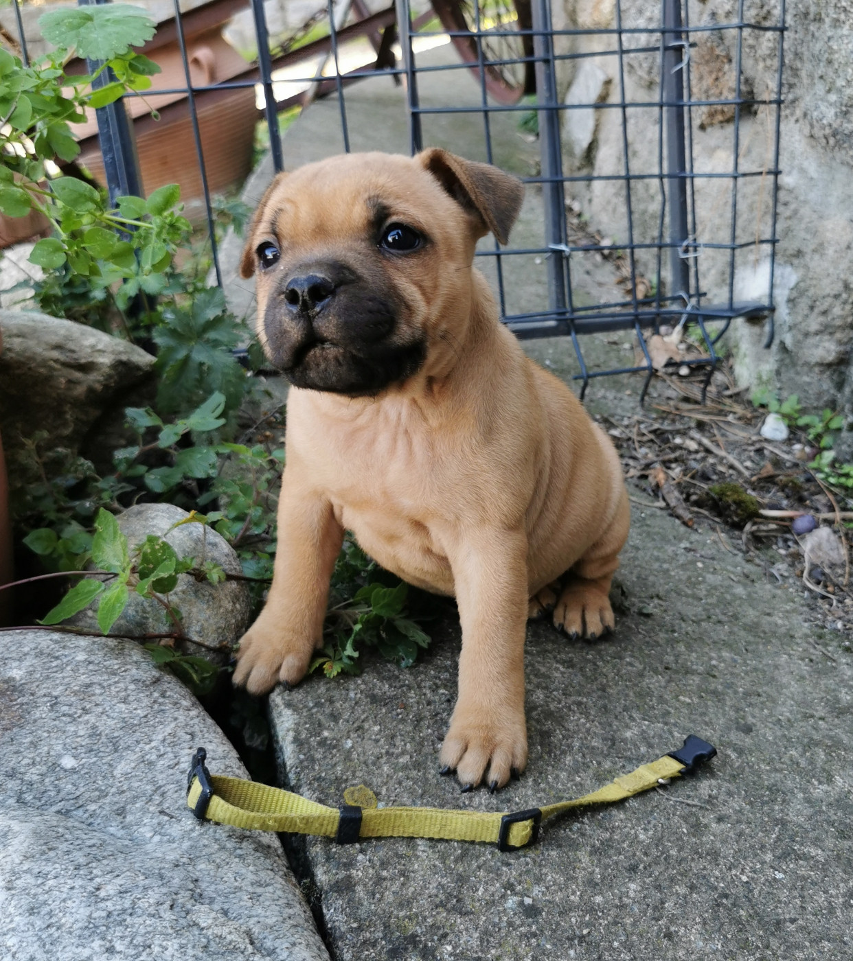 Du Soleil De La Ribera - Chiots disponibles - Staffordshire Bull Terrier