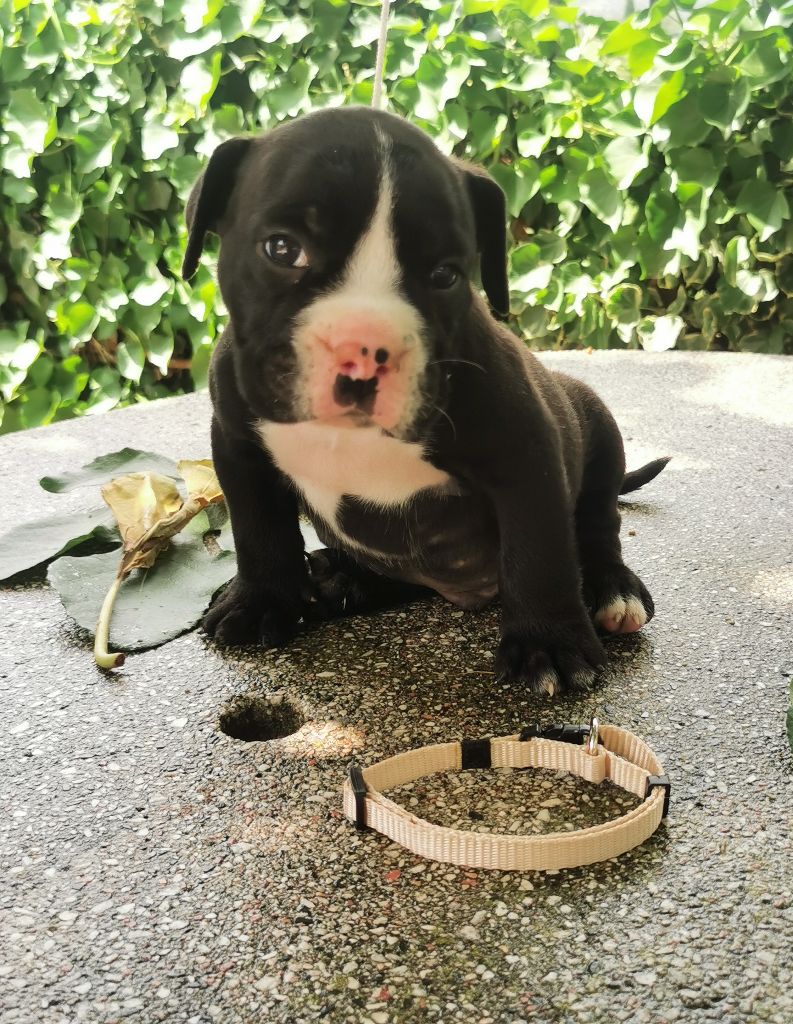 Du Soleil De La Ribera - Chiots disponibles - Bulldog continental