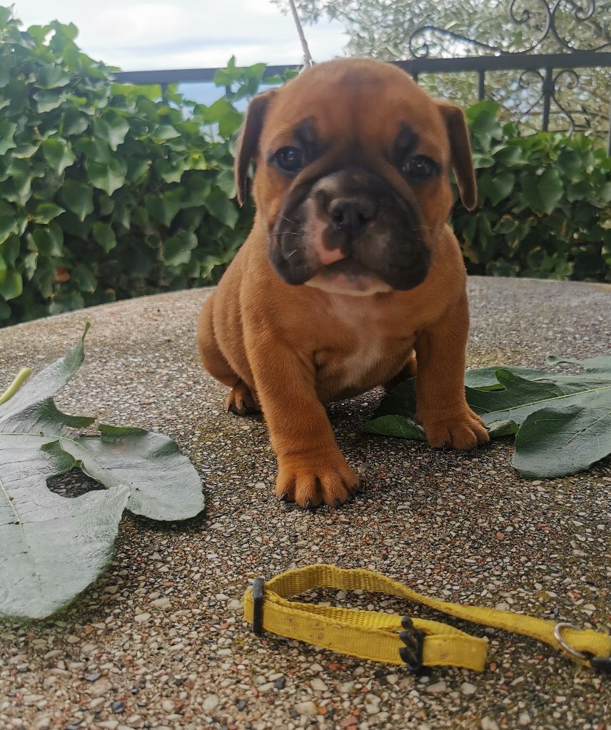 Du Soleil De La Ribera - Chiots disponibles - Bulldog continental
