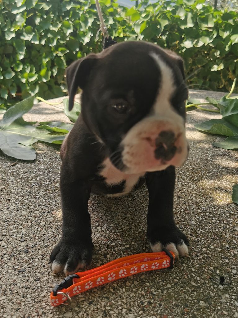 Du Soleil De La Ribera - Chiots disponibles - Bulldog continental
