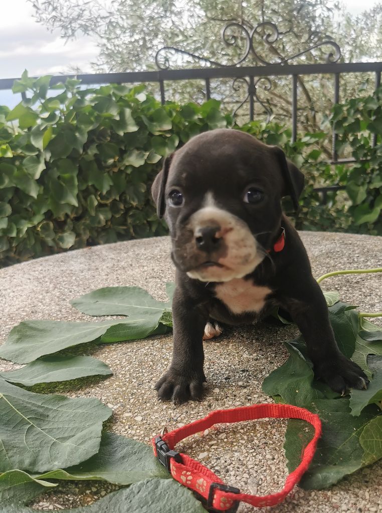 Du Soleil De La Ribera - Chiots disponibles - Bulldog continental