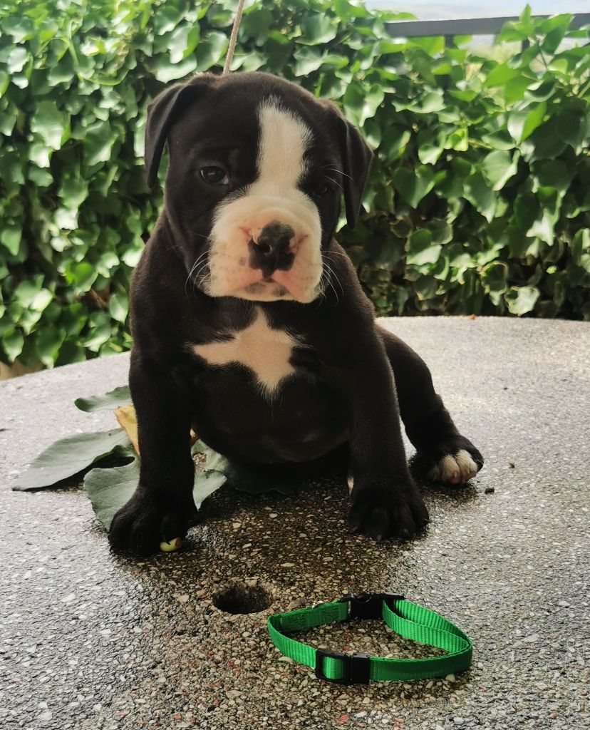 Du Soleil De La Ribera - Chiots disponibles - Bulldog continental