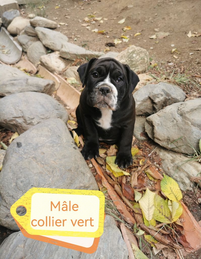 Du Soleil De La Ribera - Chiots disponibles - Bulldog continental