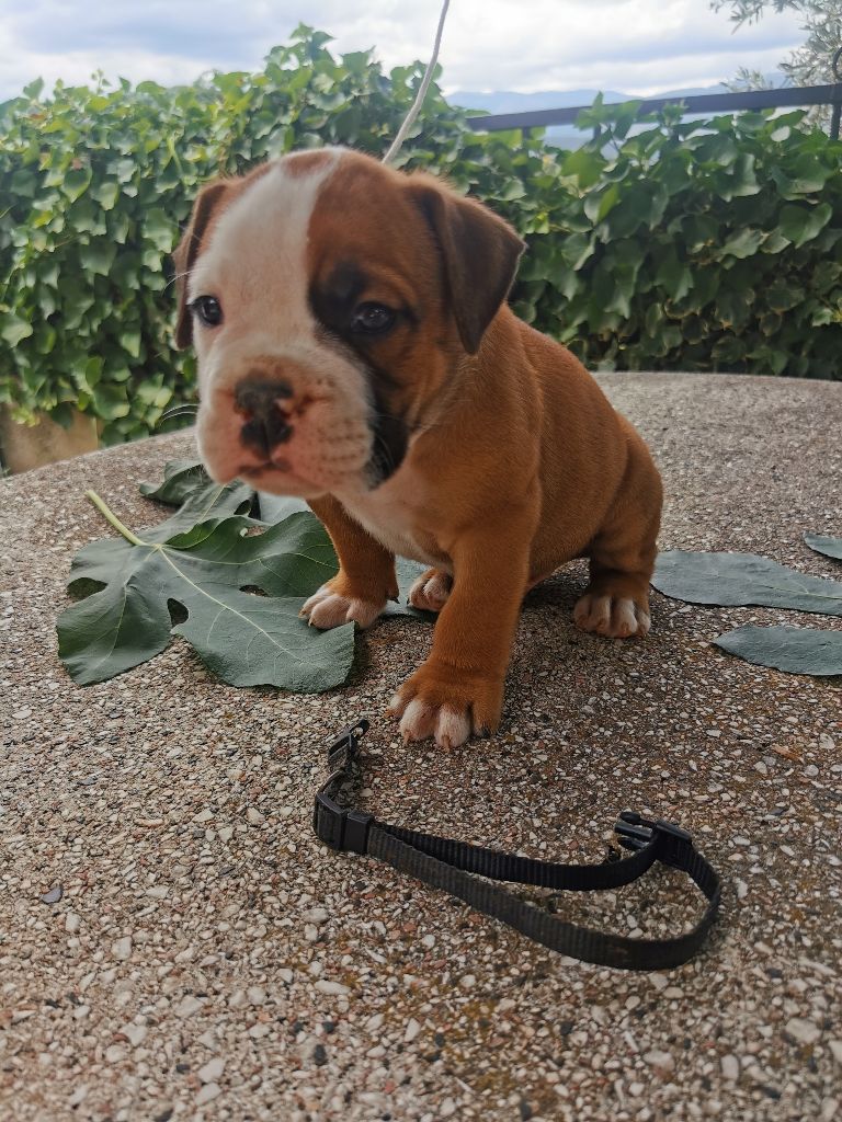 Du Soleil De La Ribera - Chiots disponibles - Bulldog continental