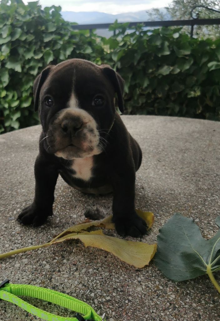 Du Soleil De La Ribera - Chiots disponibles - Bulldog continental
