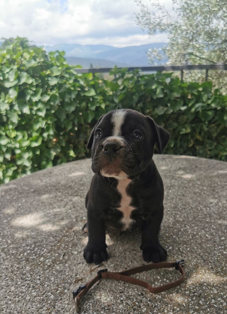 Du Soleil De La Ribera - Chiots disponibles - Bulldog continental